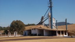 Morning Glory - Pulped Natural - Brazil - Medium