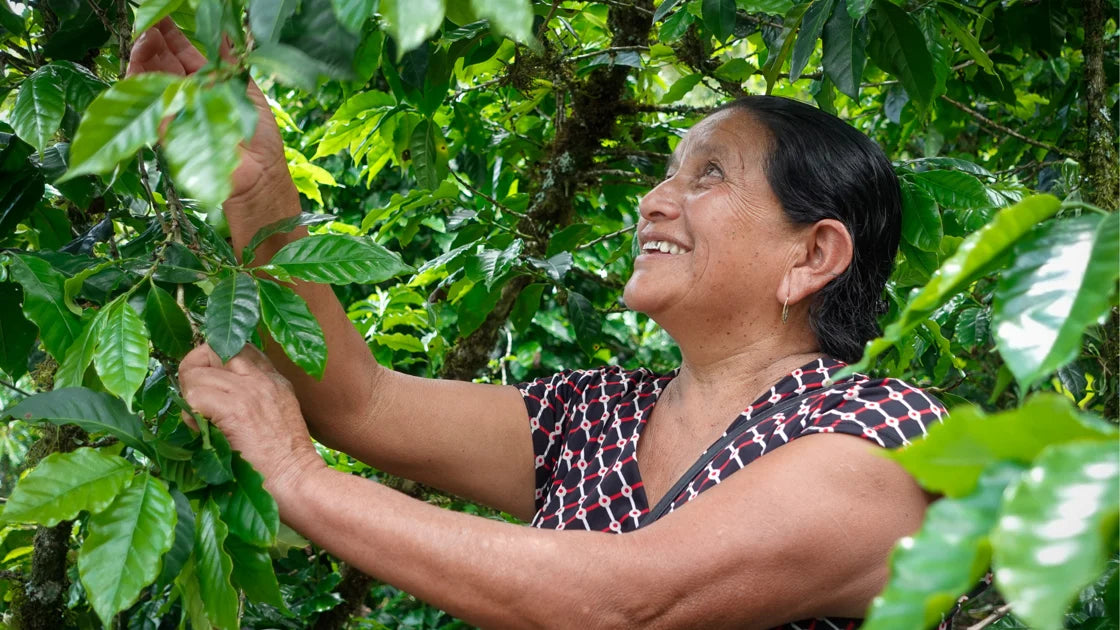 Ella - Washed- Medium - Guatemala