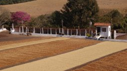 Morning Glory - Pulped Natural - Brazil - Medium