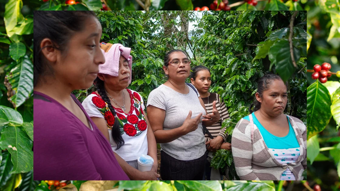 Ella - Washed- Medium - Guatemala
