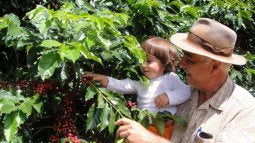 Morning Glory - Pulped Natural - Brazil - Medium