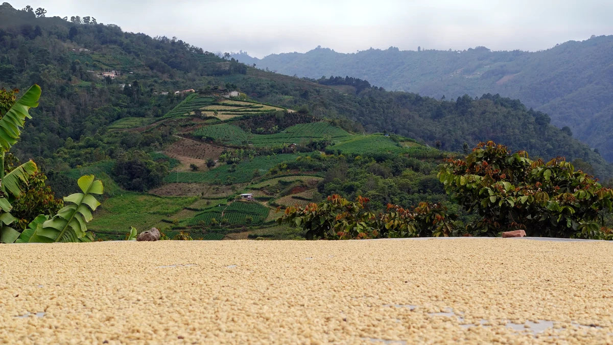 Ella - Washed- Medium - Guatemala