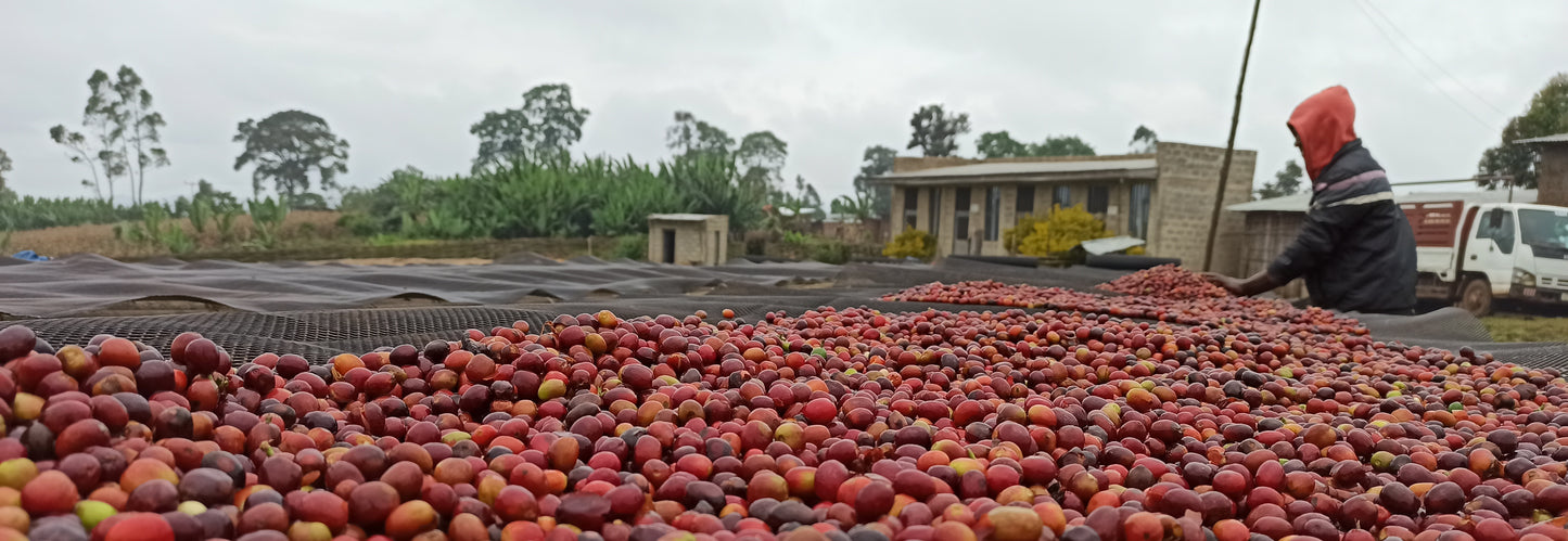 Hambella - Ethiopia - Washed - Light