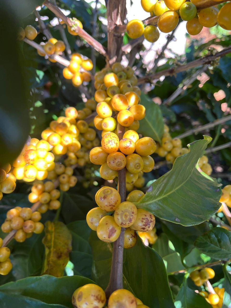 Ernesto Yamamoto - Brazil - Pulped Natural - Medium