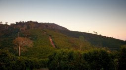 Morning Glory - Pulped Natural - Brazil - Medium