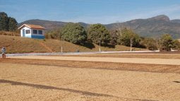 Morning Glory - Pulped Natural - Brazil - Medium