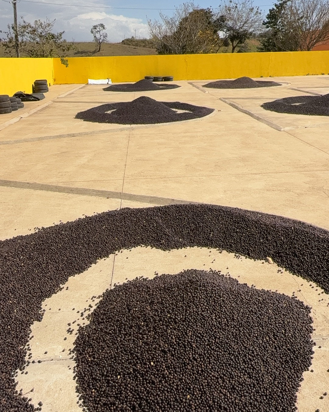 Fazenda Um - Swiss Water Decaf - Natural - Brazil - Medium