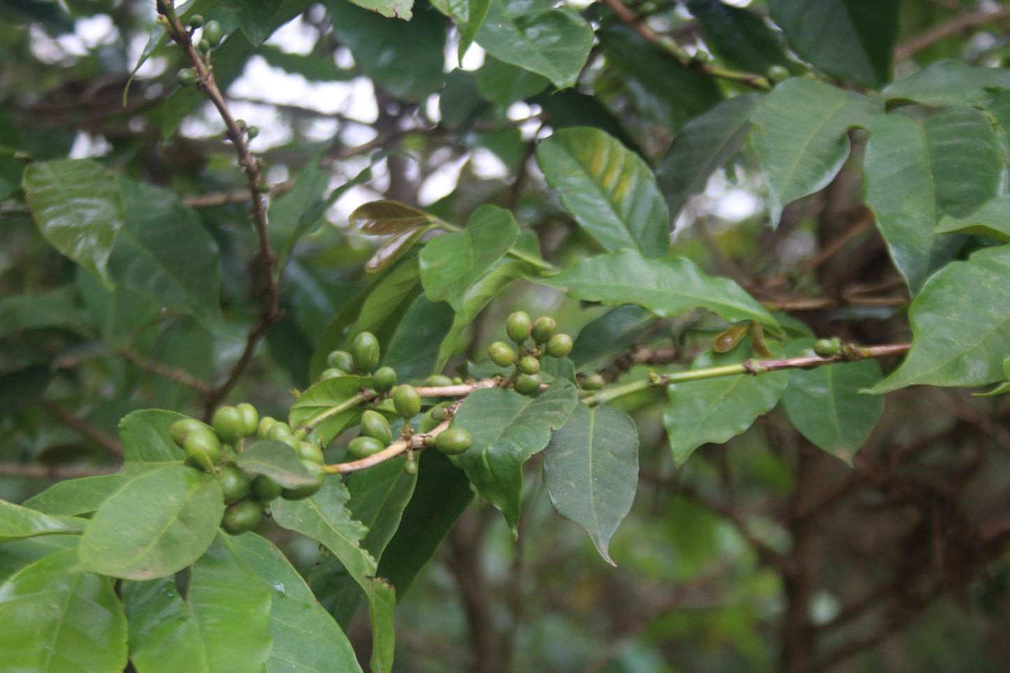 Rimiro - Natural - Light - Burundi