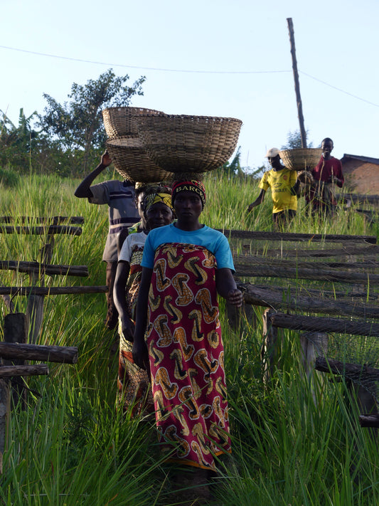 Rimiro - Natural - Light - Burundi