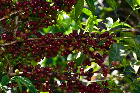Guji Hadeso - Washed - Light - Ethiopia