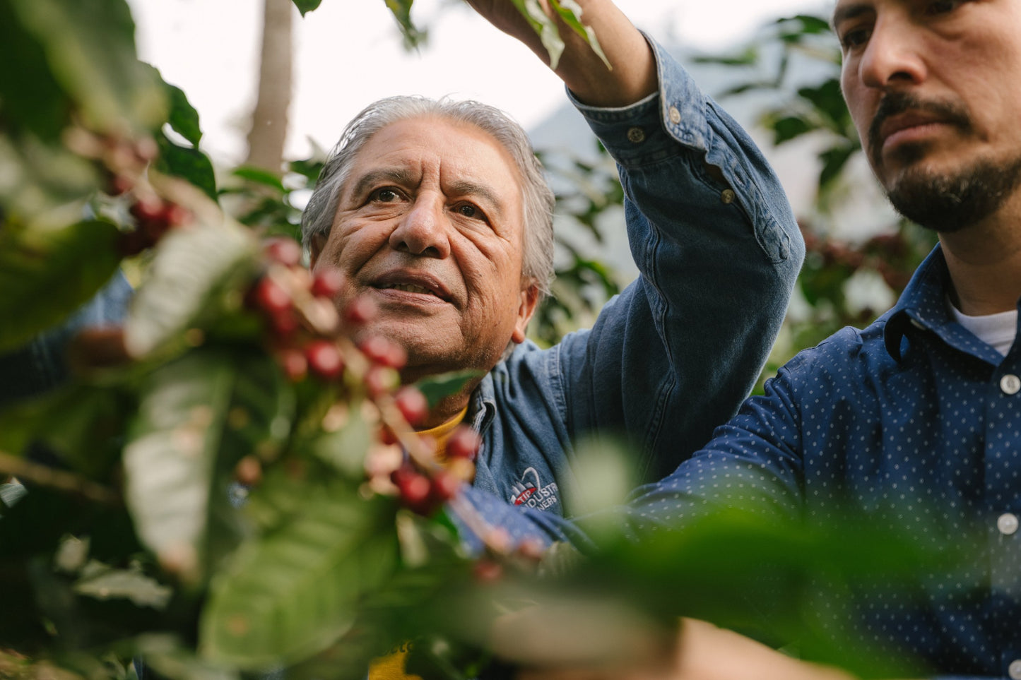 Crossroads - Guatemala/Burundi - Dark