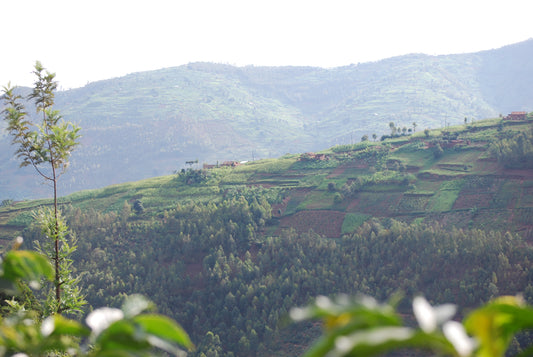 Kinini Village - Washed - Rwanda - Light