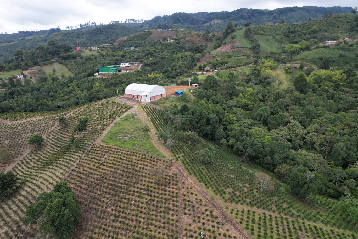 Granja El Paraiso 92 - EA Decaf - Wilton Benitez - Washed Thermal Shock Double Anaerobic - Colombia - Light