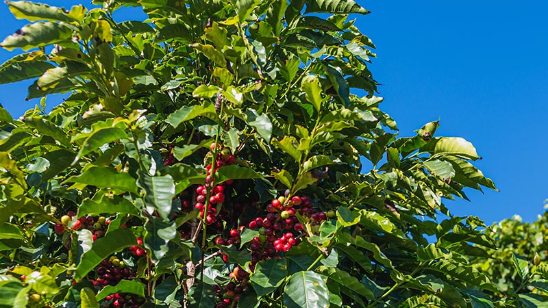 Morning Glory - Pulped Natural - Brazil - Medium