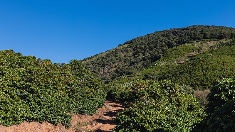 Morning Glory - Pulped Natural - Brazil - Medium