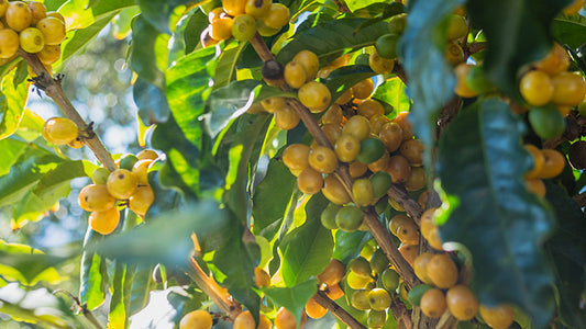 Morning Glory - Pulped Natural - Brazil - Medium