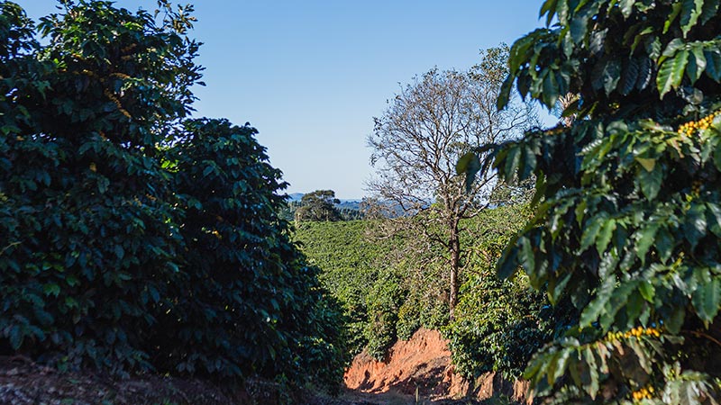 specialty coffee farm brazil