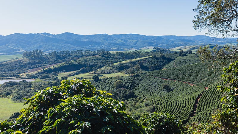 specialty coffee farm brazil