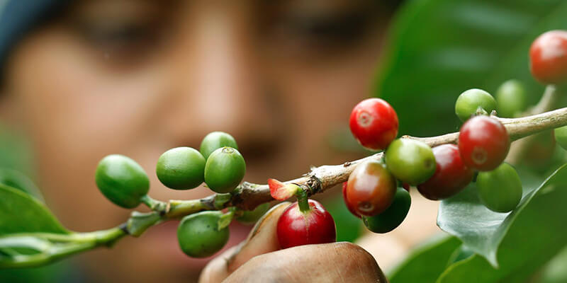 specialty coffee farm