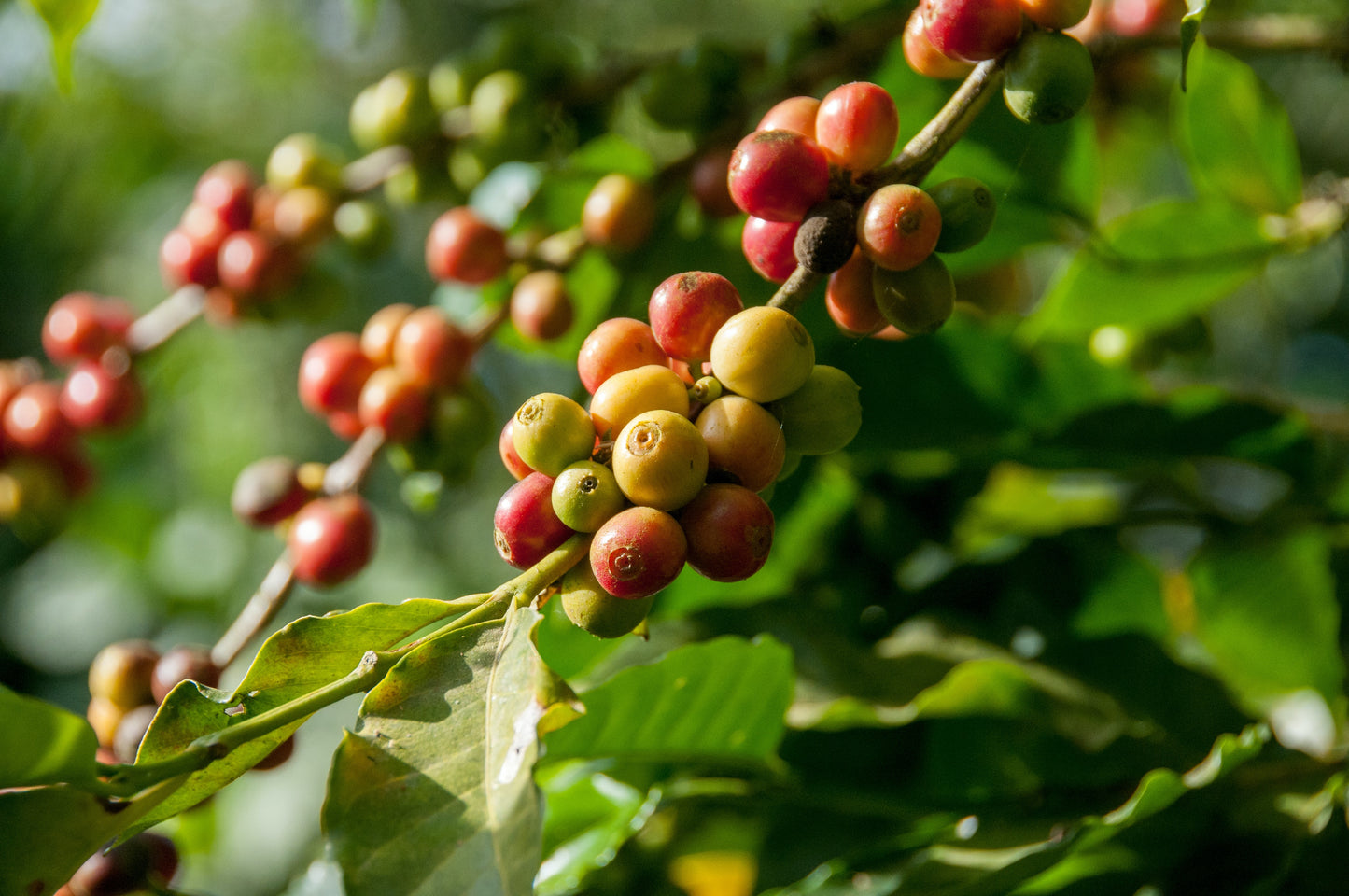 Roasters Choice Membership