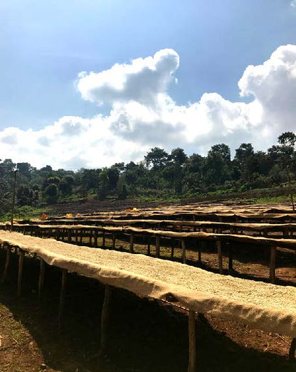 Danche - Ethiopia - Light