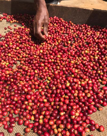 Danche - Ethiopia - Light