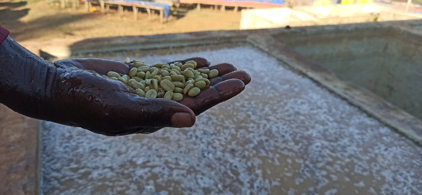 Hambella - Ethiopia - Washed - Light
