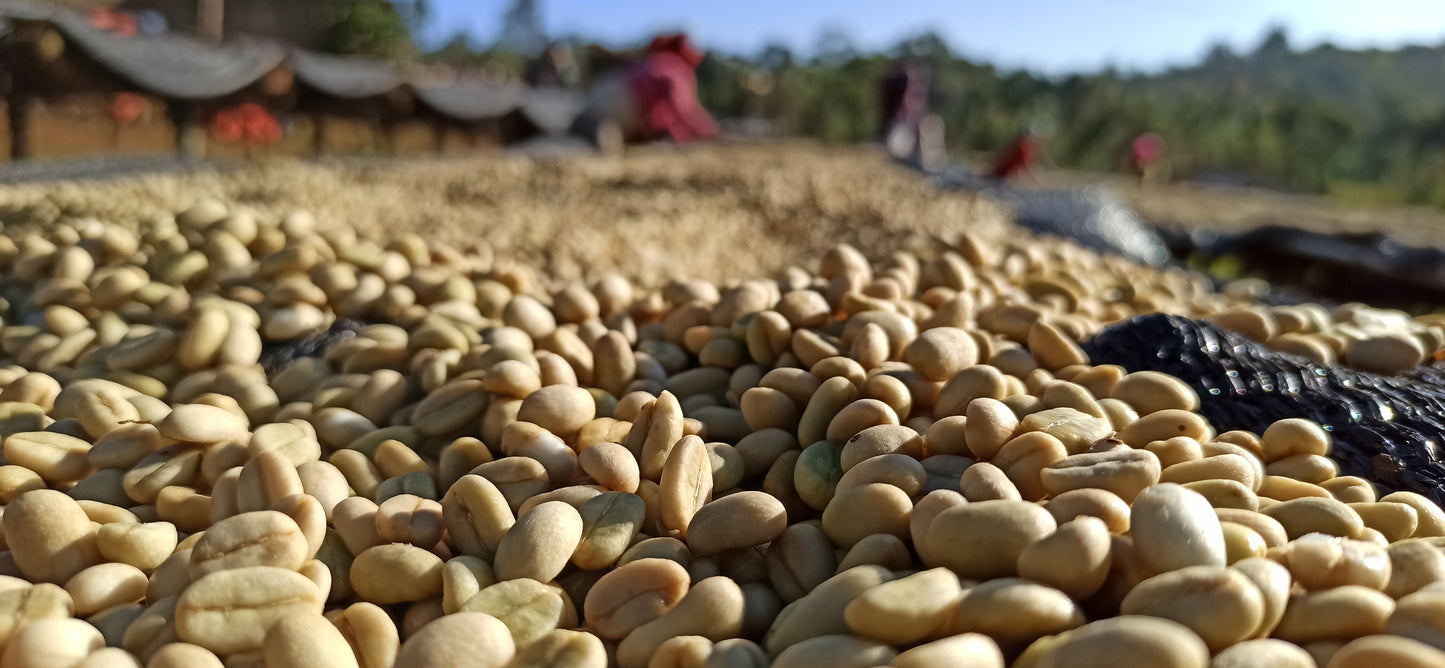 Hambella - Ethiopia - Washed - Light
