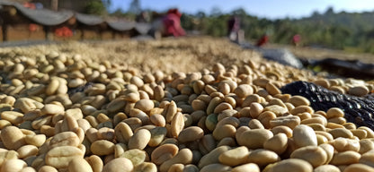 Hambella - Ethiopia - Washed - Light
