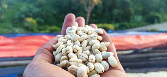 Hambella - Ethiopia - Washed - Light