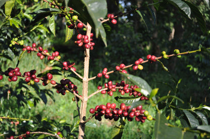 Hambella - Ethiopia - Washed - Light