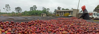 Hambella - Ethiopia - Washed - Light