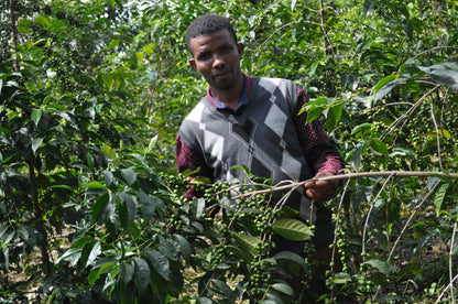 Hambella - Ethiopia - Washed - Light