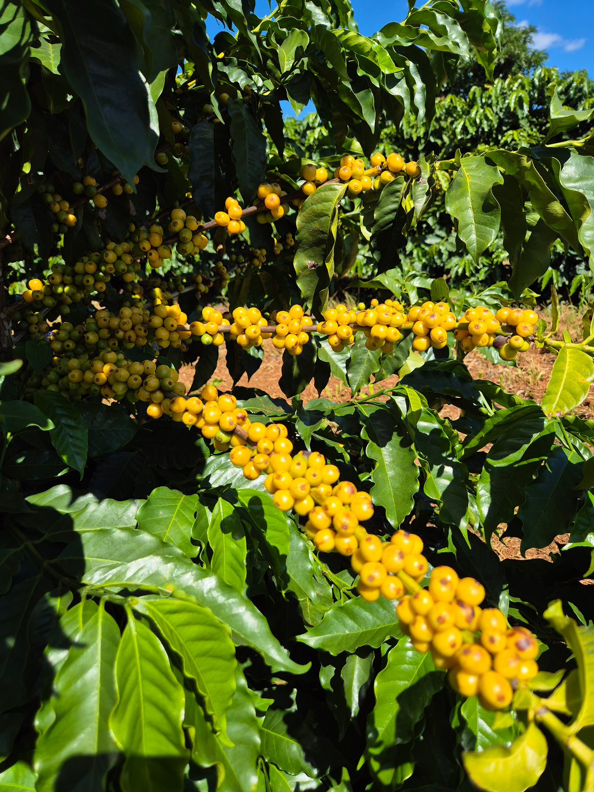 Ernesto Yamamoto - Brazil - Pulped Natural - Medium