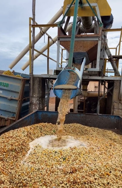 Ernesto Yamamoto - Brazil - Pulped Natural - Medium