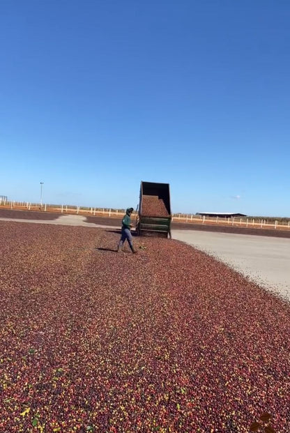 Ernesto Yamamoto - Brazil - Pulped Natural - Medium