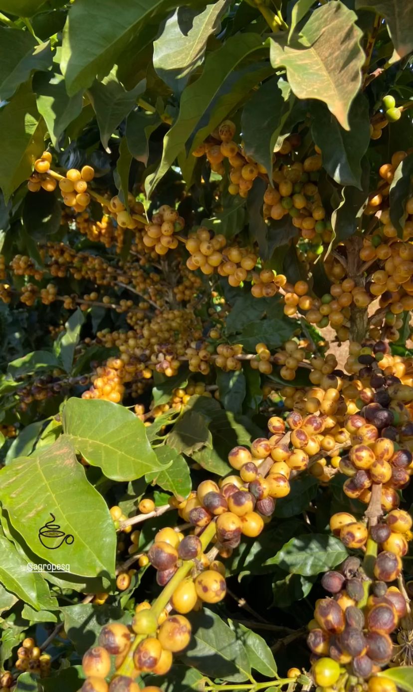 Ernesto Yamamoto - Brazil - Pulped Natural - Medium