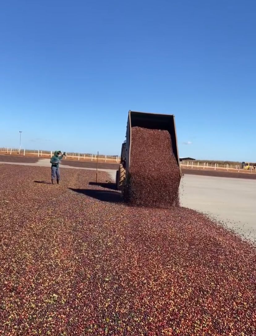 Ernesto Yamamoto - Brazil - Pulped Natural - Medium