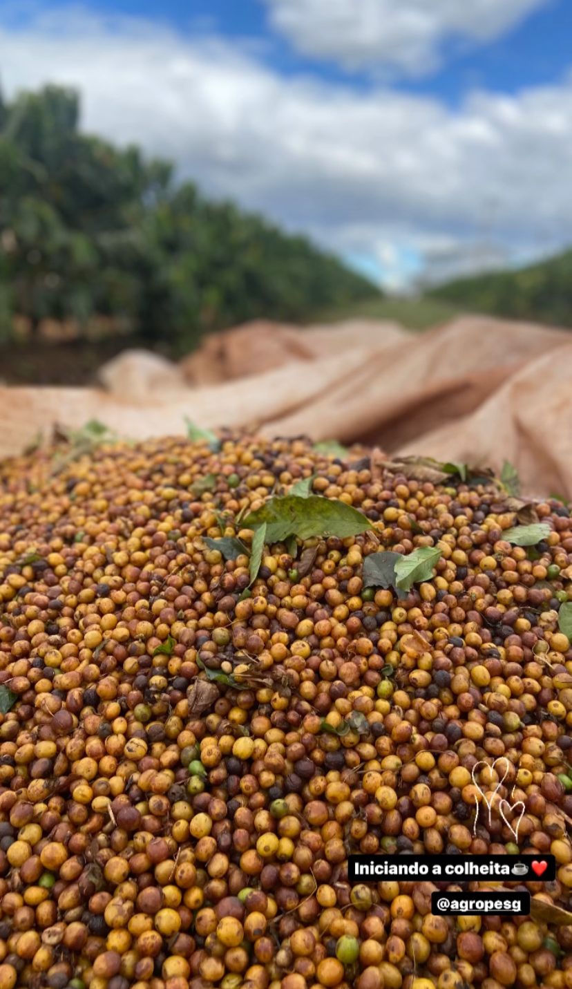 Ernesto Yamamoto - Brazil - Pulped Natural - Medium