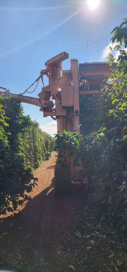 Ernesto Yamamoto - Brazil - Pulped Natural - Medium