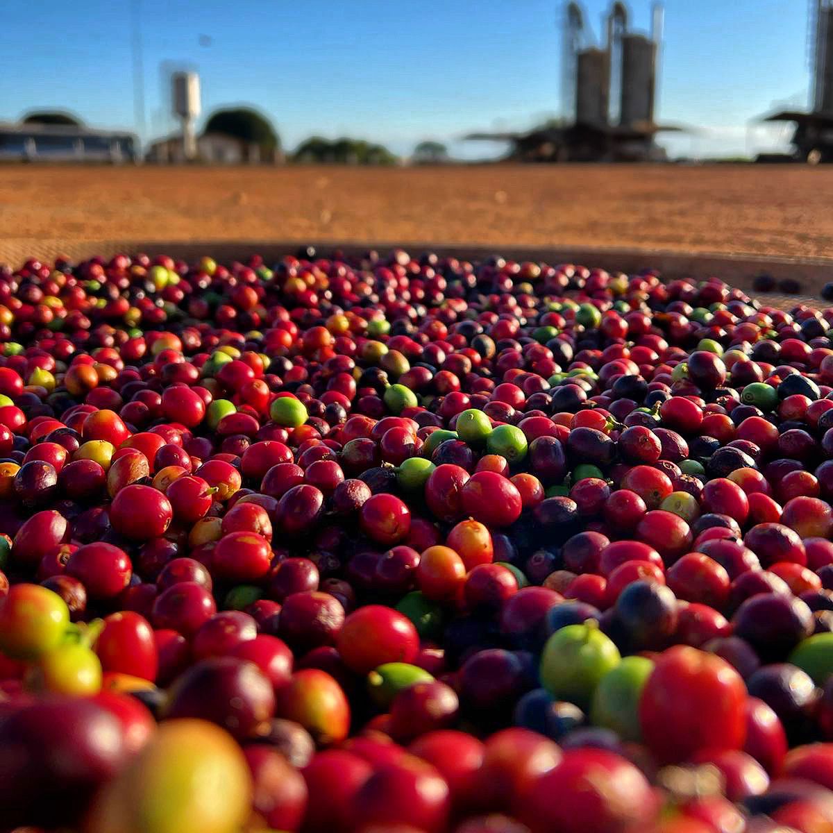 Ernesto Yamamoto - Brazil - Pulped Natural - Medium