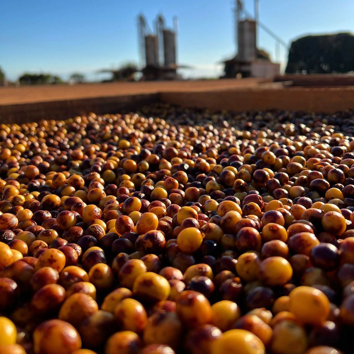 Ernesto Yamamoto - Brazil - Pulped Natural - Medium