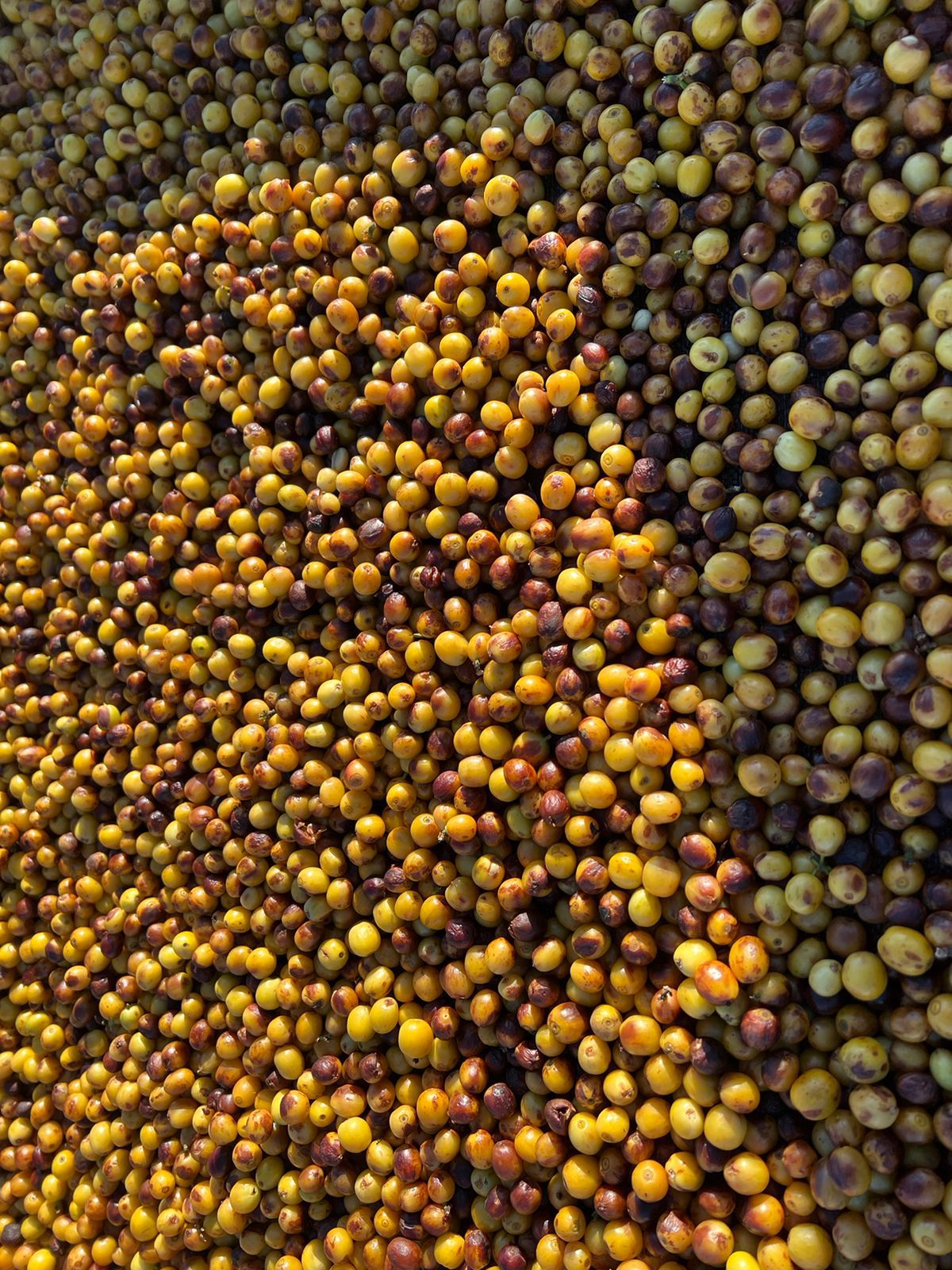 Ernesto Yamamoto - Brazil - Pulped Natural - Medium