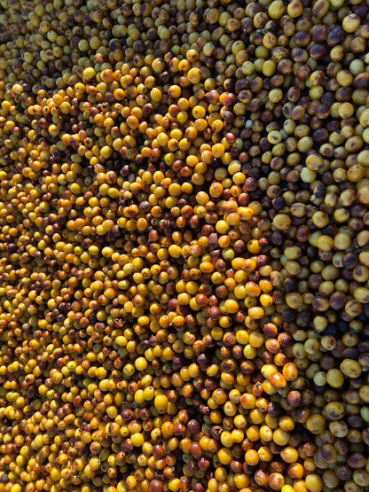 Ernesto Yamamoto - Brazil - Pulped Natural - Medium