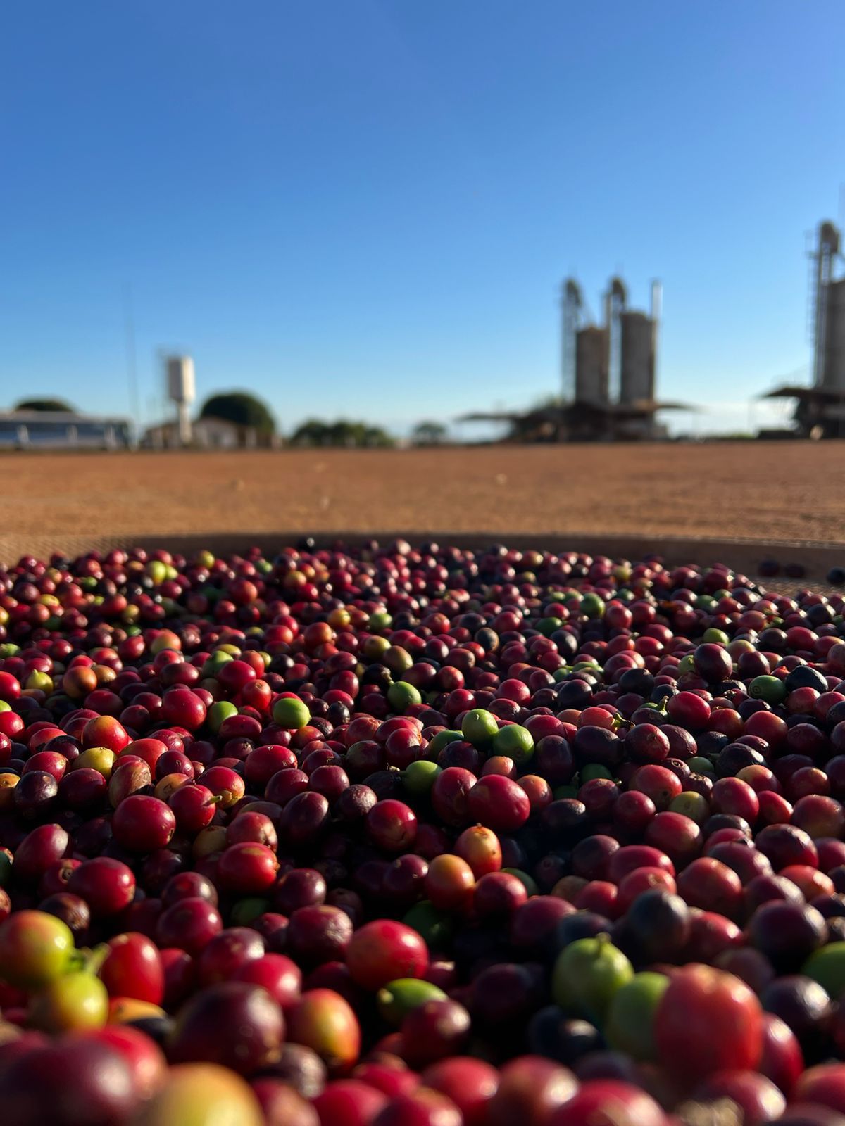 Ernesto Yamamoto - Brazil - Pulped Natural - Medium