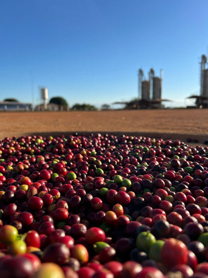 Ernesto Yamamoto - Brazil - Pulped Natural - Medium