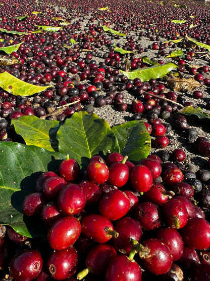 Ernesto Yamamoto - Brazil - Pulped Natural - Medium