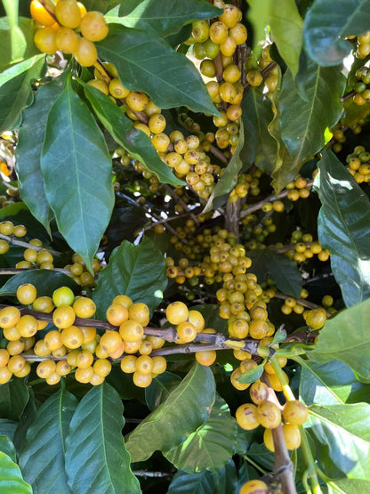 Ernesto Yamamoto - Brazil - Pulped Natural - Medium
