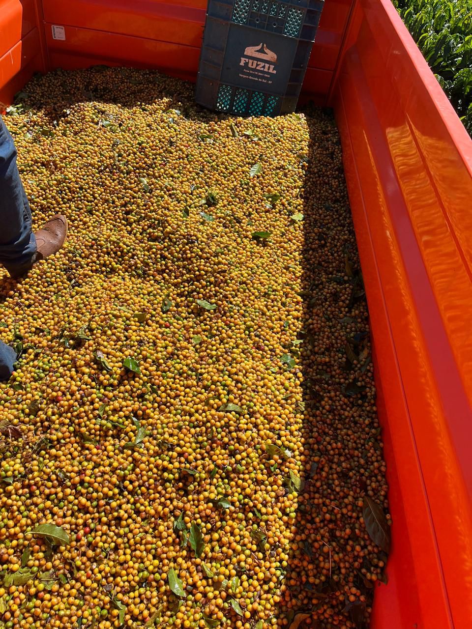 Ernesto Yamamoto - Brazil - Pulped Natural - Medium