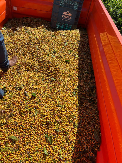 Ernesto Yamamoto - Brazil - Pulped Natural - Medium